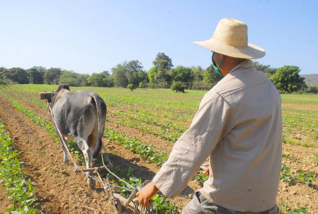 Cattle herders from Guantanamo
