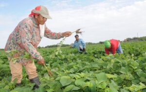 Women has an important role in agriculture in Guantanamo