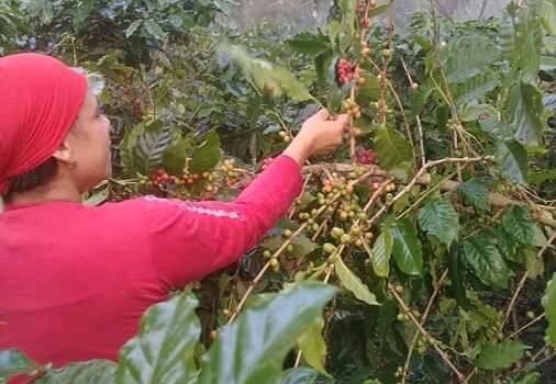 Preparations are initiated in Guantánamo for the 2024-2025 coffee harvest