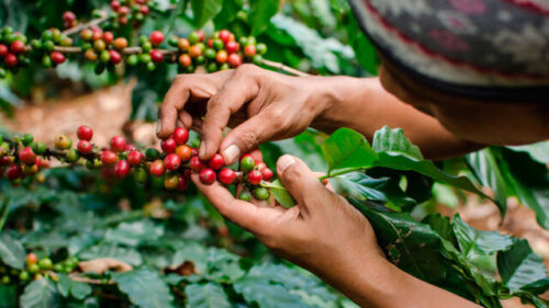 coming coffee campaign 