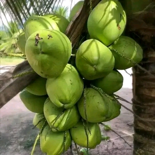 Recovery of coconut plantations progresses in Guantánamo