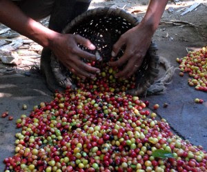 Final details in yateras for the upcoming coffee harvest are being finalized