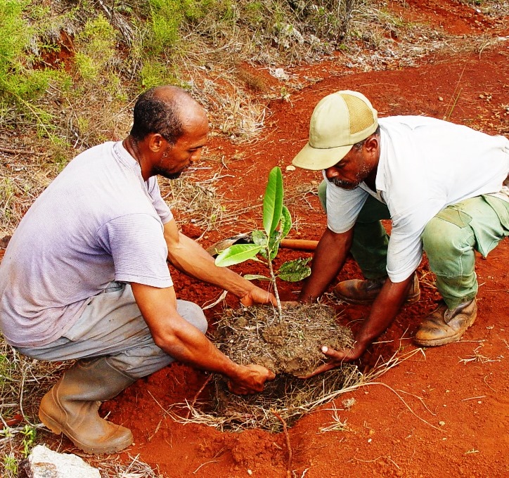 Avanzan la actividad forestal en Guantánamo. Foto: Rodny Alcolea