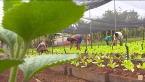 Producción de alimentos, prioridad para los campesinos guantanameros