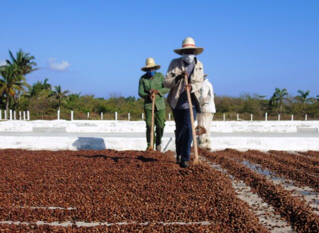 Viveros de cacao con la tecnología de tubetes
