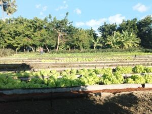 Agricultores sanantonienses, producir más para obtener resultados