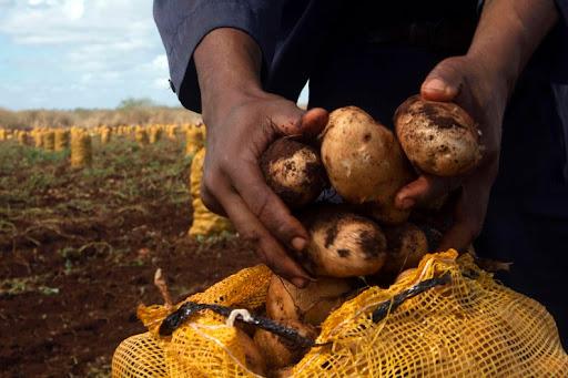 CATEDES Guantánamo en la recuperación del cultivo de la papa en la provincia 