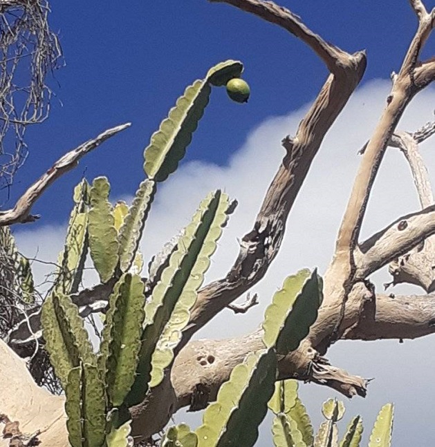 Estudian en Guantánamo al mayor de los cactus endémicos de Cuba