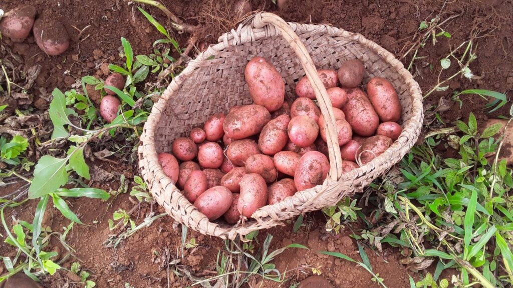 Aspira Guantánamo a elevar cultivo de papa