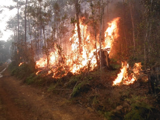 Reportan daños en bosques por incendio en Parque Nacional Alejandro de Humboldt