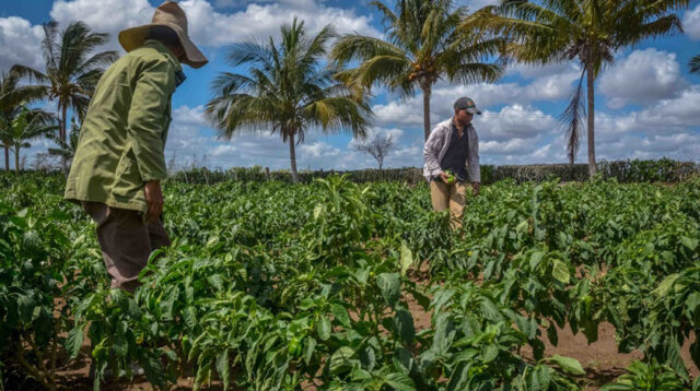 Celebra Cuba Día del Campesino y Primera Ley de Reforma Agraria