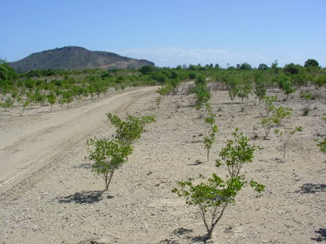 reforestacion