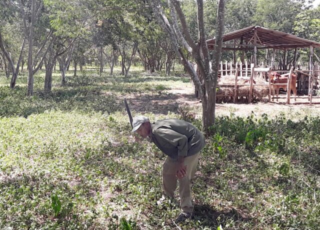 Transforman con forestería análoga el Medio Ambiente en Guantánamo