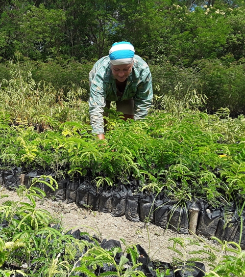 Transforman con forestería análoga el Medio Ambiente en Guantánamo 