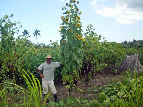 Fomentan cultivo del girasol en San Antonio del Sur