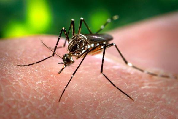 Altos índices de infestación del mosquito Aedes aegypti en Guantánamo (+Podcasting)
