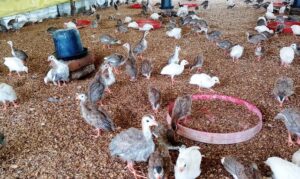 Gallinas semirústicas en l Finca La Bonita
