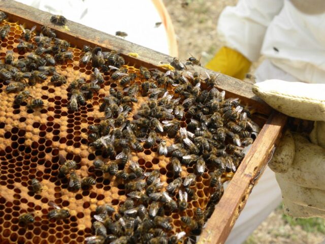  Álida y la pasión por las abejas