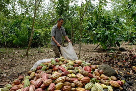 Avanza cosecha de cacao en Guantánamo, pese a la sequía