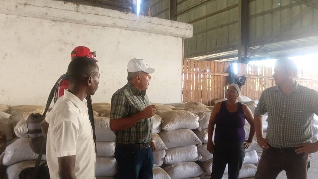 Yateras, redoblan esfuerzos para garantizar cosecha cafetalera
