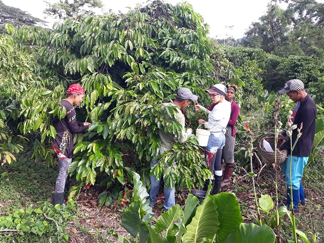 Apoyan jóvenes guantanameros cosecha cafetalera en Yateras