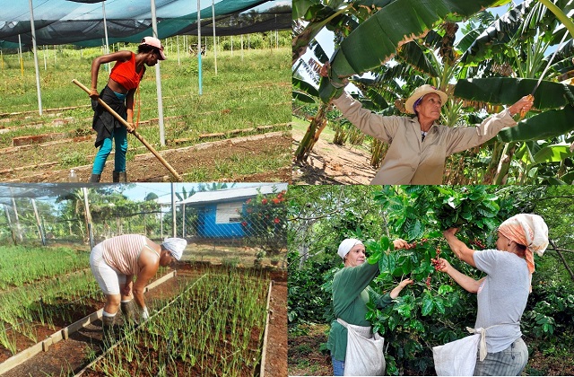 Sector cooperativo y campesino presente en el Chocolate con Café 