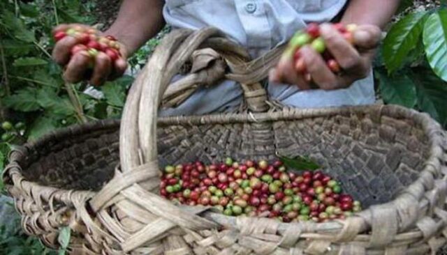Ultiman detalles en yateras para la venidera cosecha cafetalera