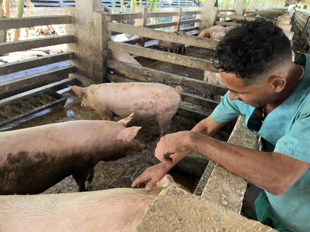 Avanza recuperación en Unidad Empresarial de Base de reproducción porcina de Maqueisito